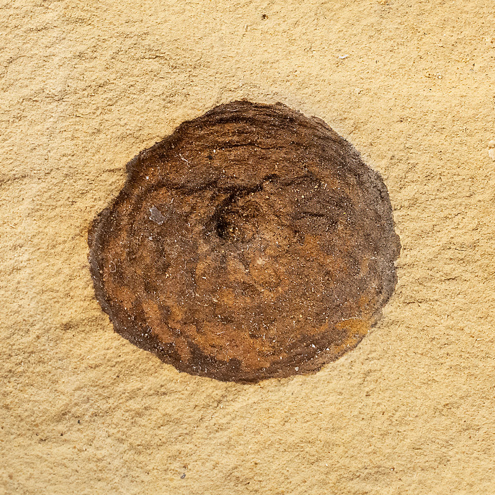 Acorn cup - Quercus sp.