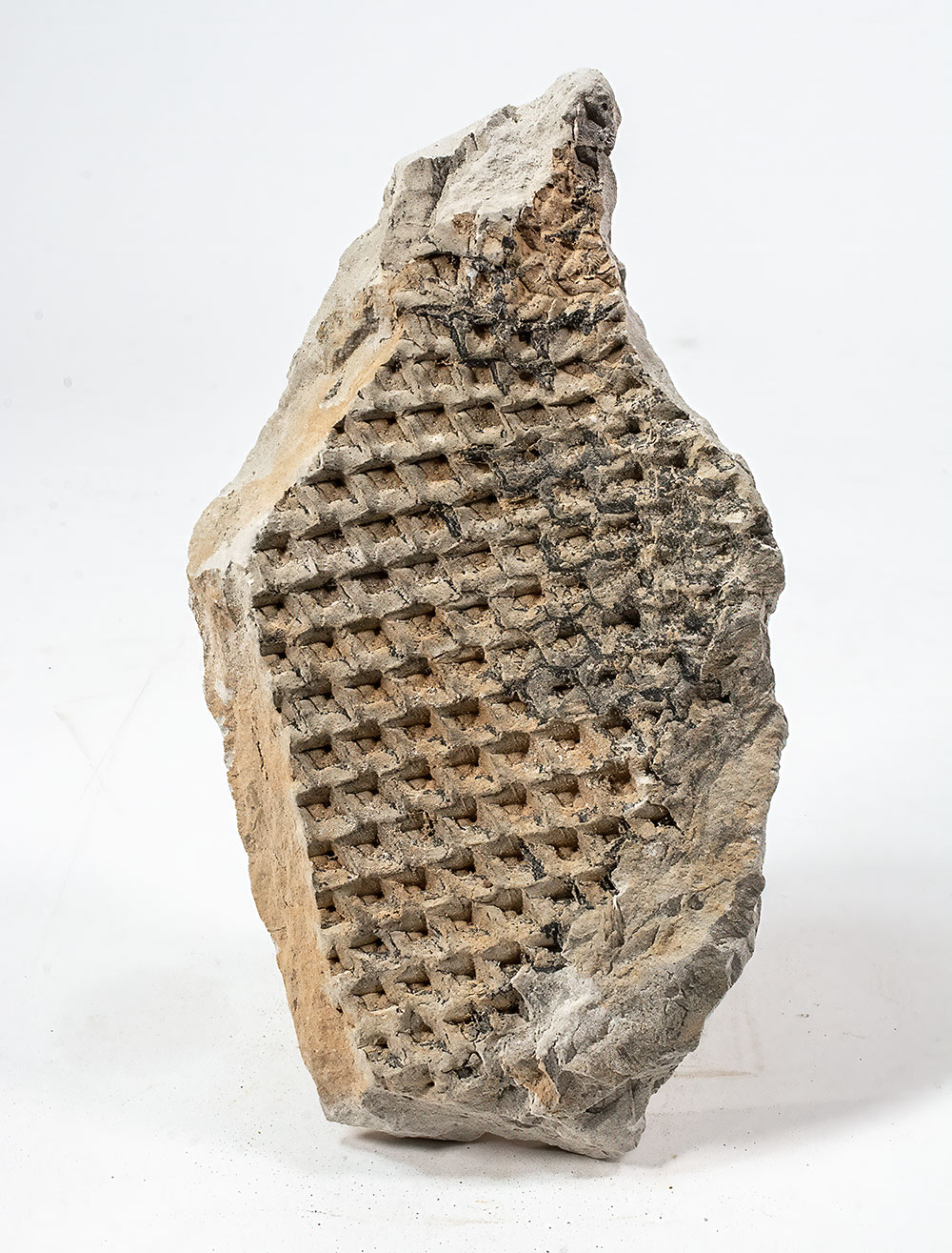 Bark Impression - Lepidodendron sp.