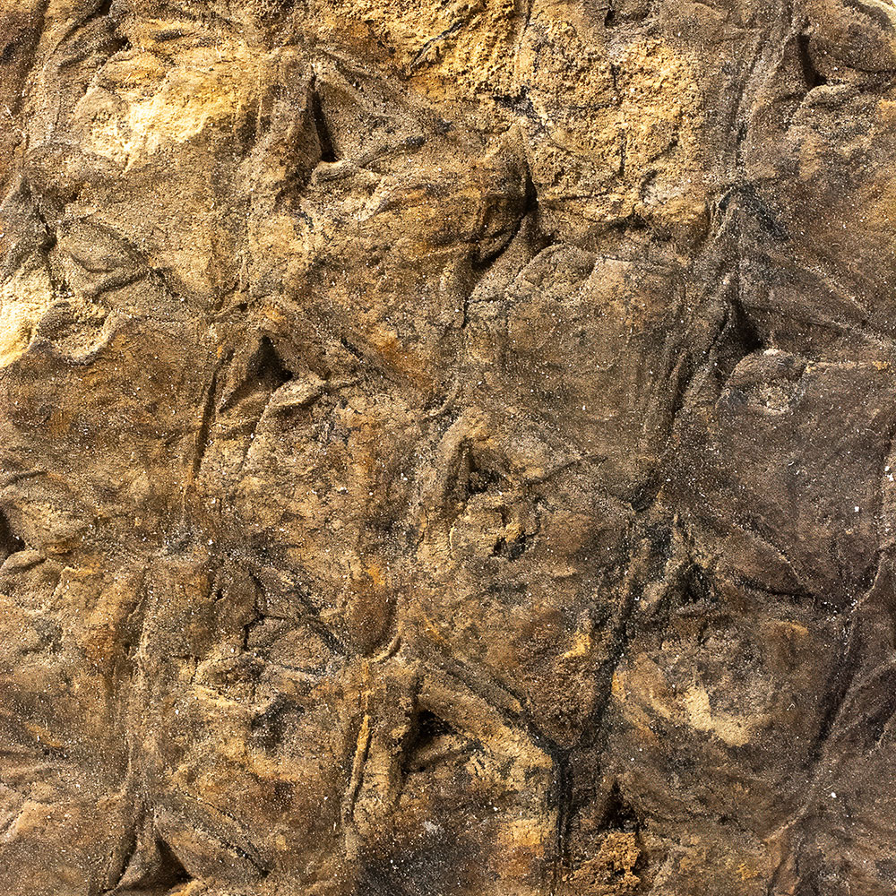 Bark Impression - Lepidodendron sp. - Image 3