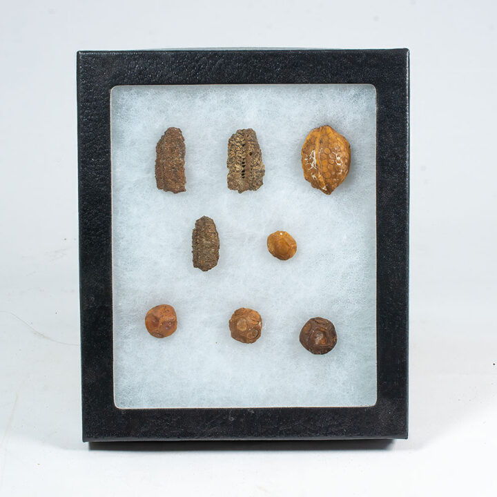 Cretaceous Petrified fruits