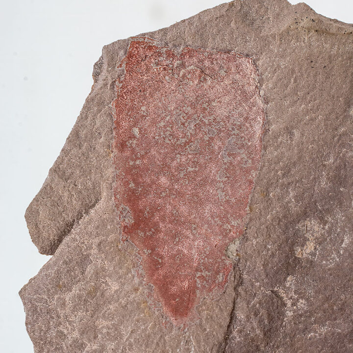 Cambrian Sponge - Diagonella hindei