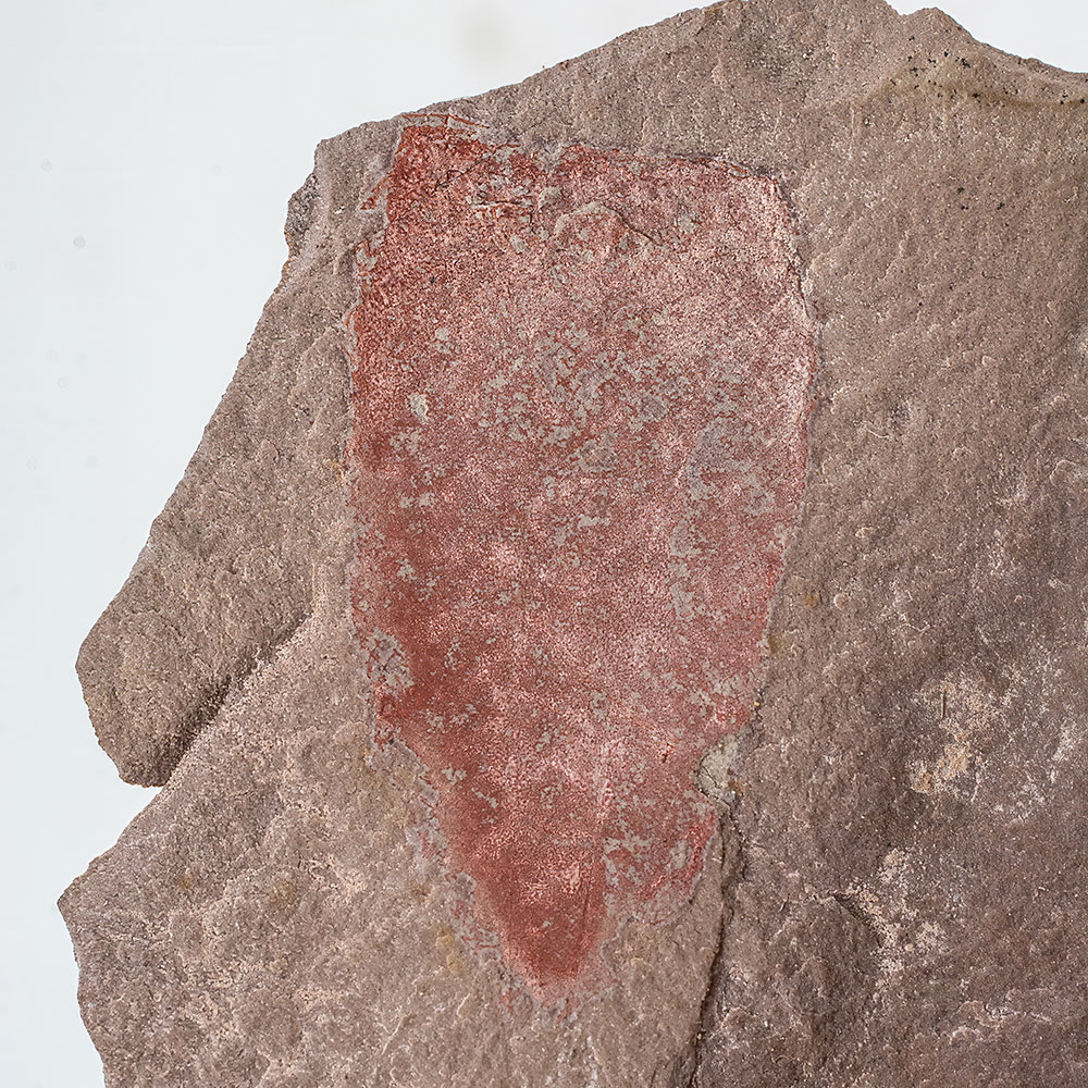 Cambrian Sponge - Diagonella hindei