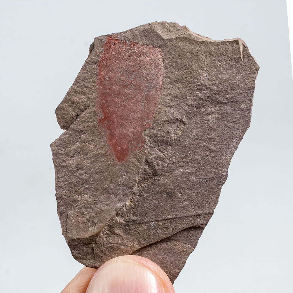 Cambrian Sponge - Diagonella hindei - Image 3