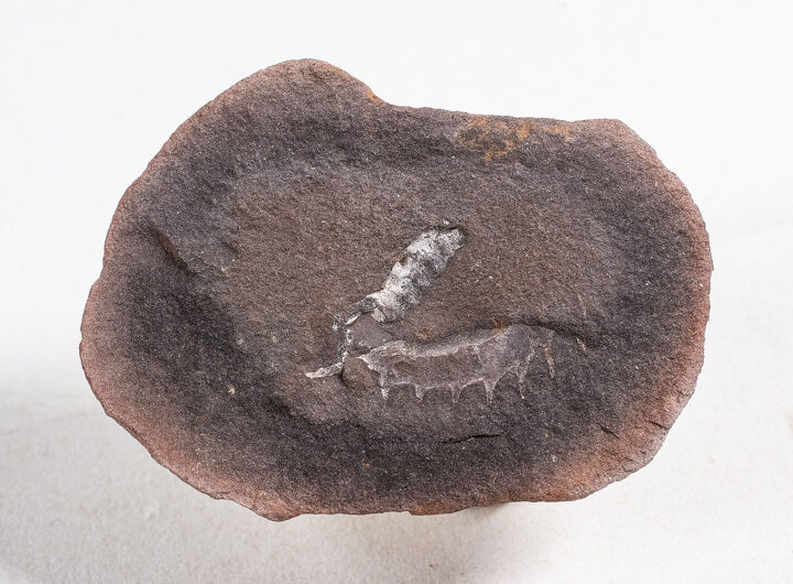 Mazon Creek Onychophoran - Helenodora