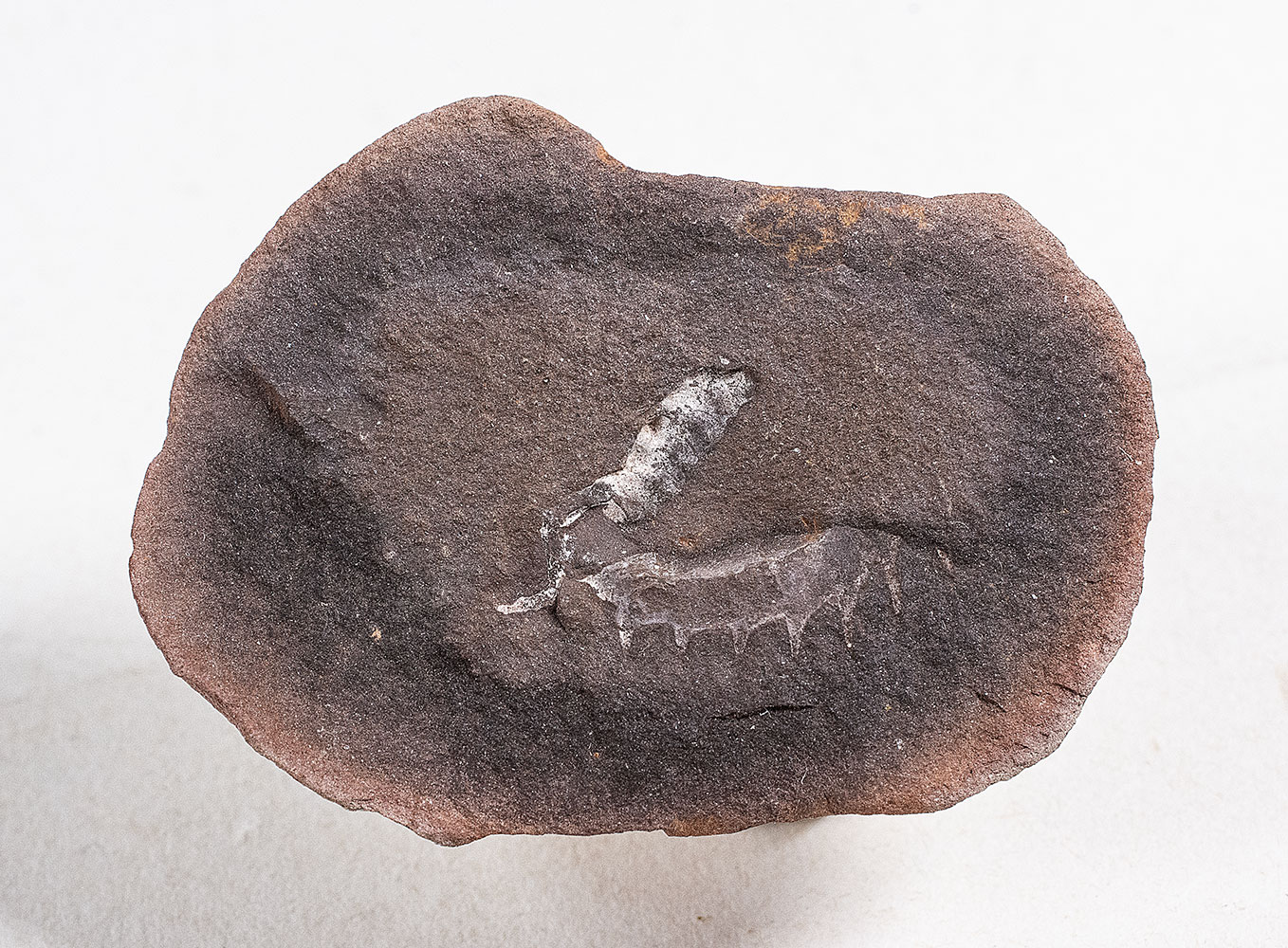 Mazon Creek Onychophoran - Helenodora