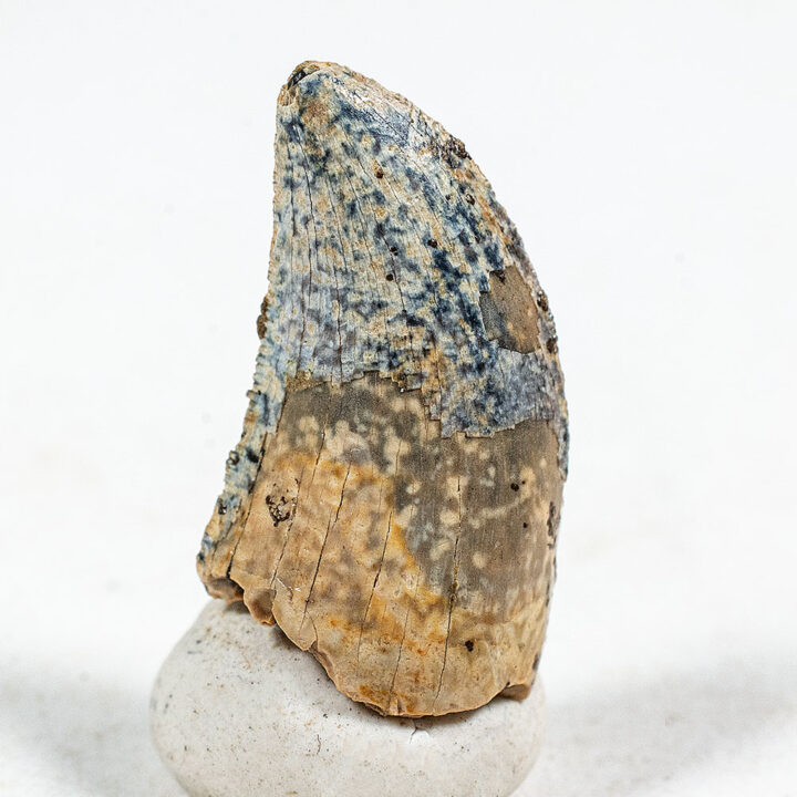 Tarbosaurus Tooth