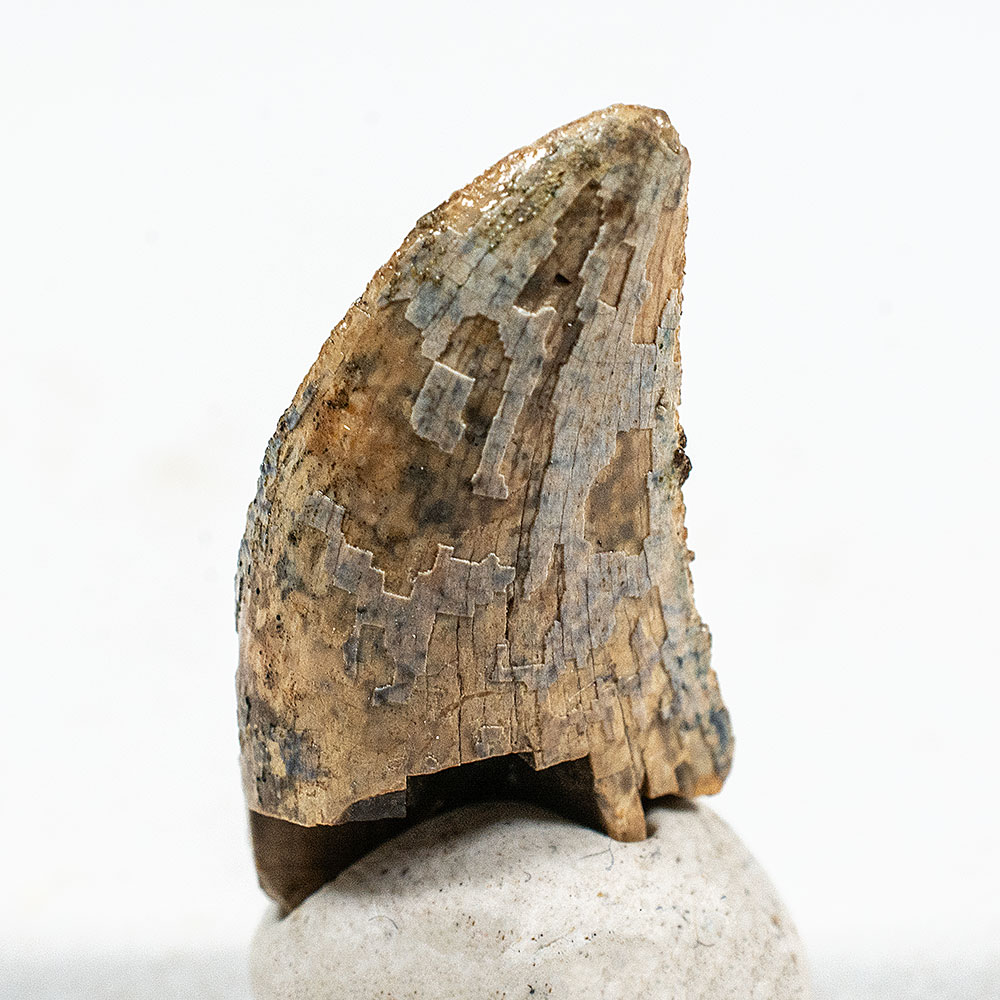 Tarbosaurus Tooth - Image 3