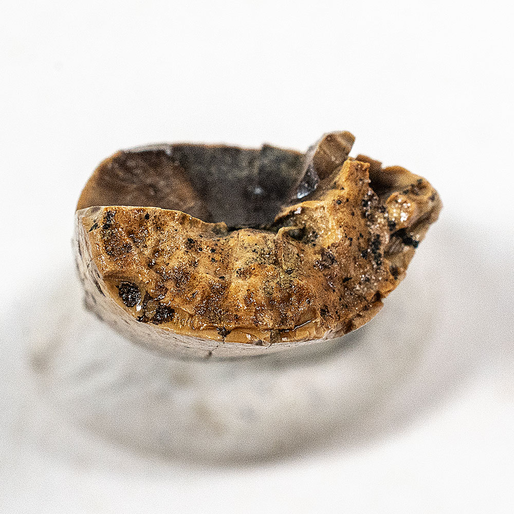 Tarbosaurus Tooth - Image 4