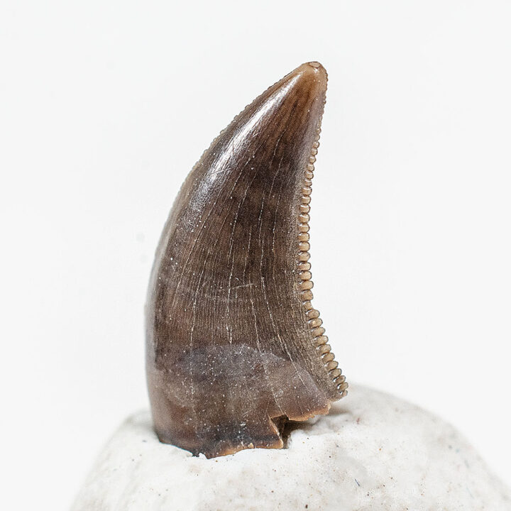 Velociraptor Tooth