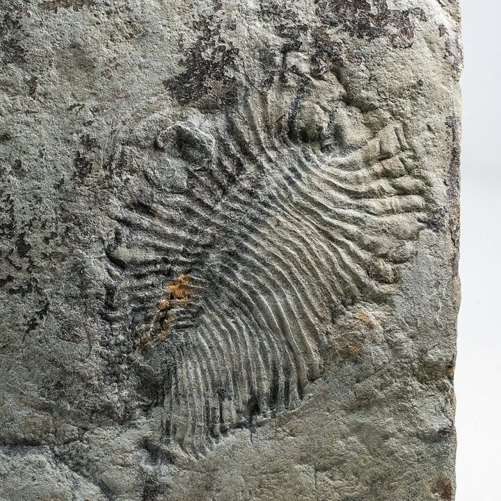 Precambrian Squishy Stuff - Dickinsonia
