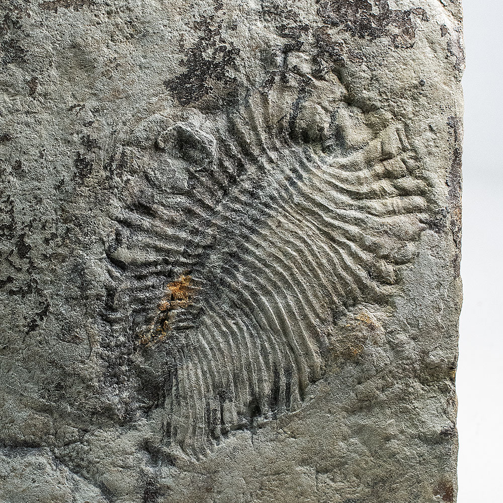 Precambrian Squishy Stuff - Dickinsonia costata