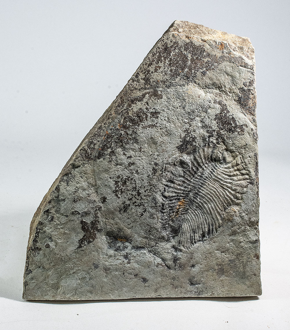 Precambrian Squishy Stuff - Dickinsonia costata - Image 3