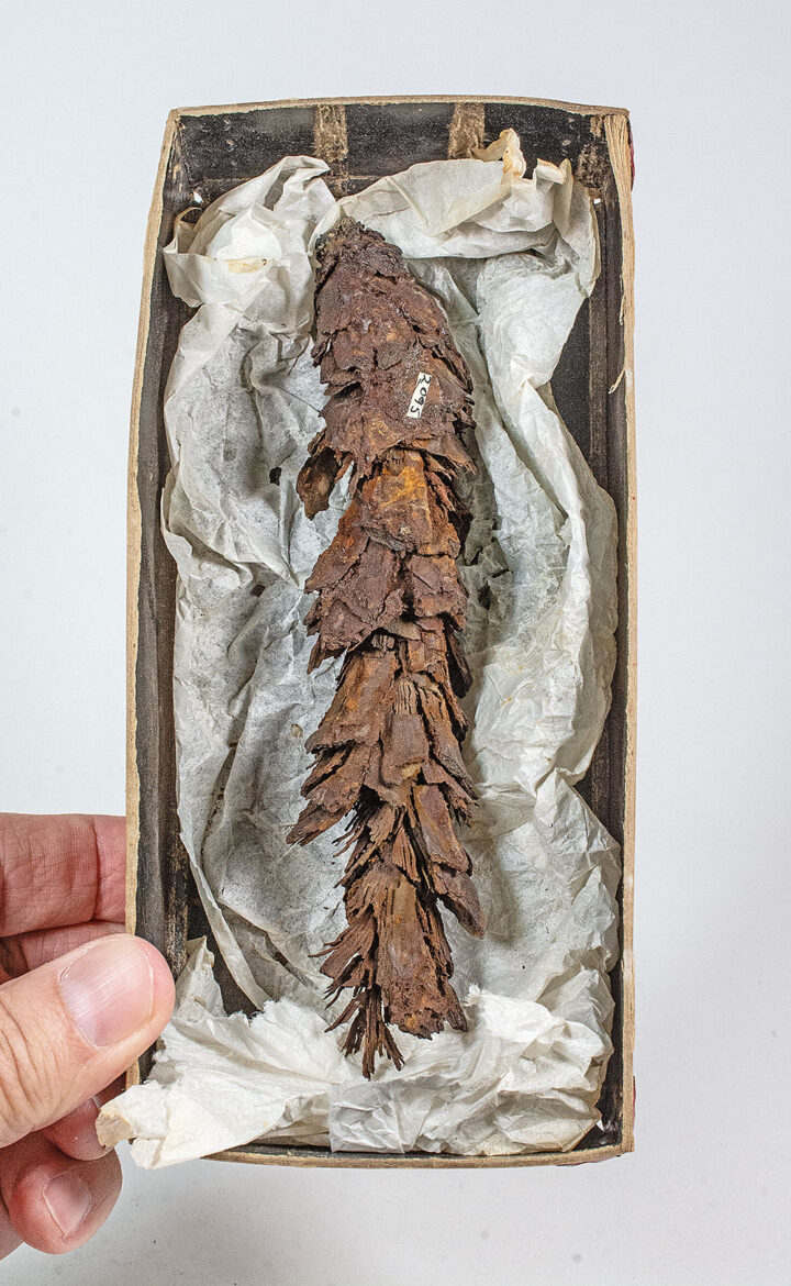 Cone - Abies sp.