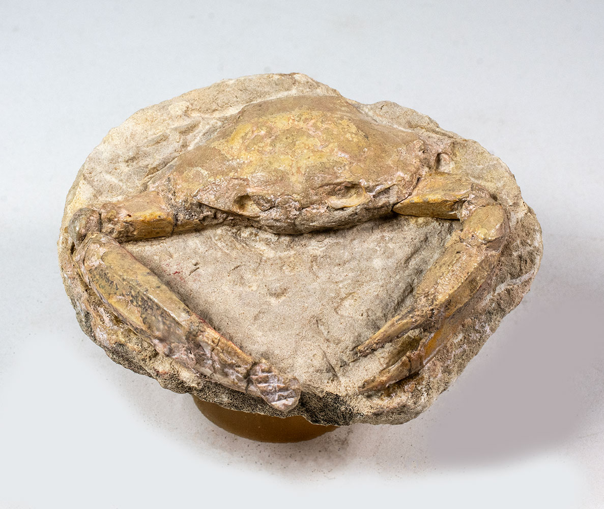 Italian Crab - Portunus monspelliensis - Image 3