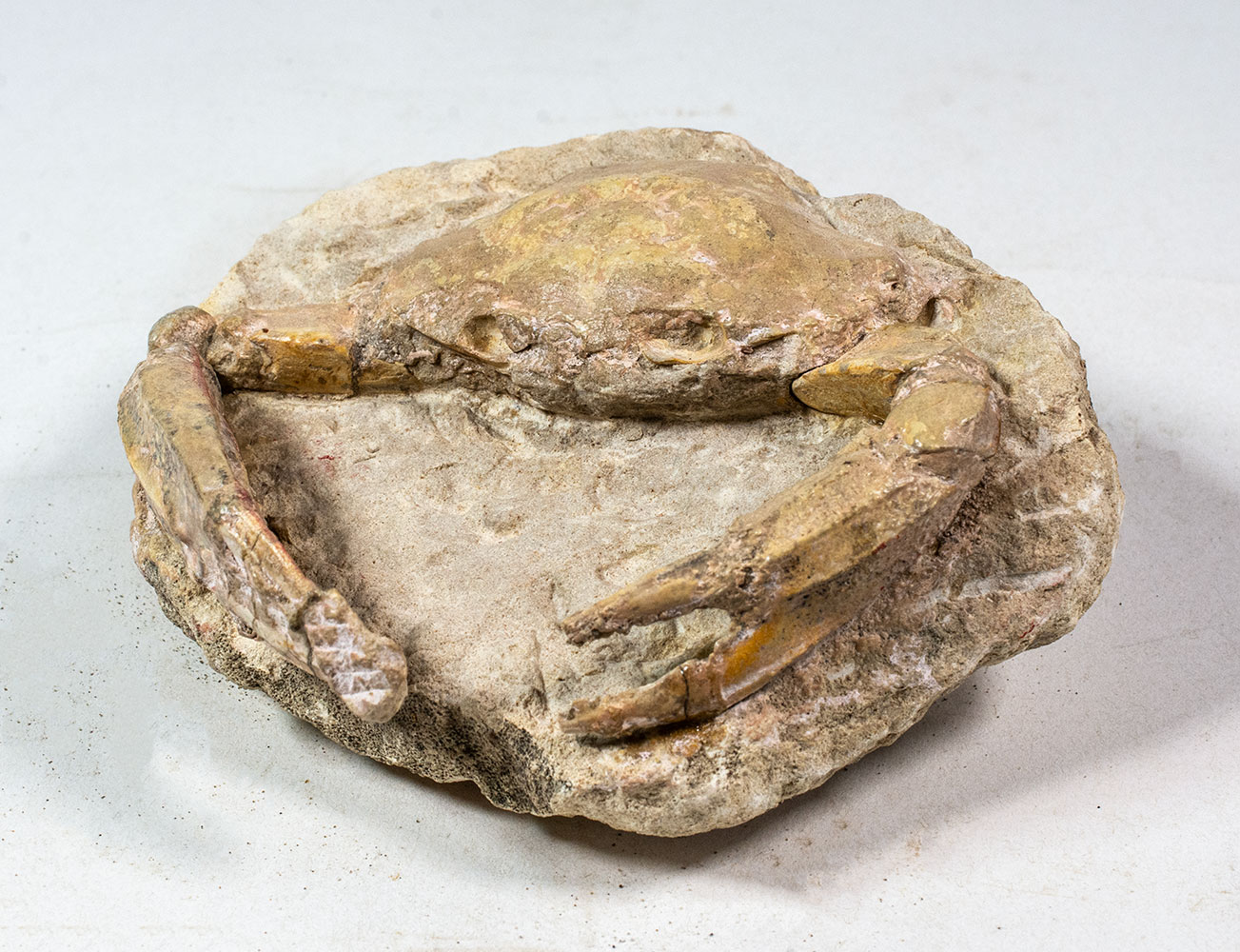 Italian Crab - Portunus monspelliensis