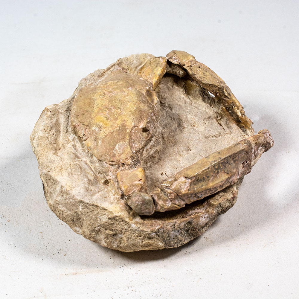 Italian Crab - Portunus monspelliensis - Image 2