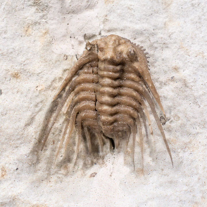 Nice Trilobite - Kettneraspis williamsi