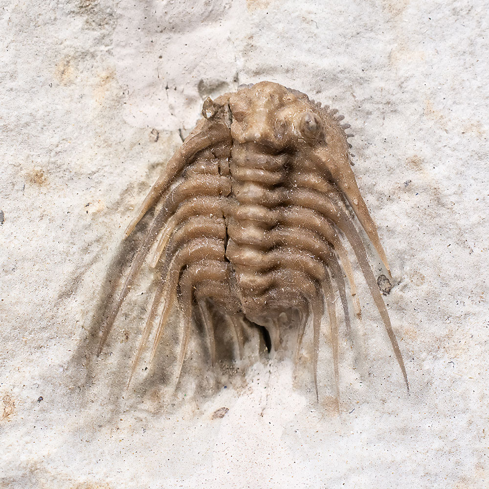 Nice Trilobite - Kettneraspis williamsi