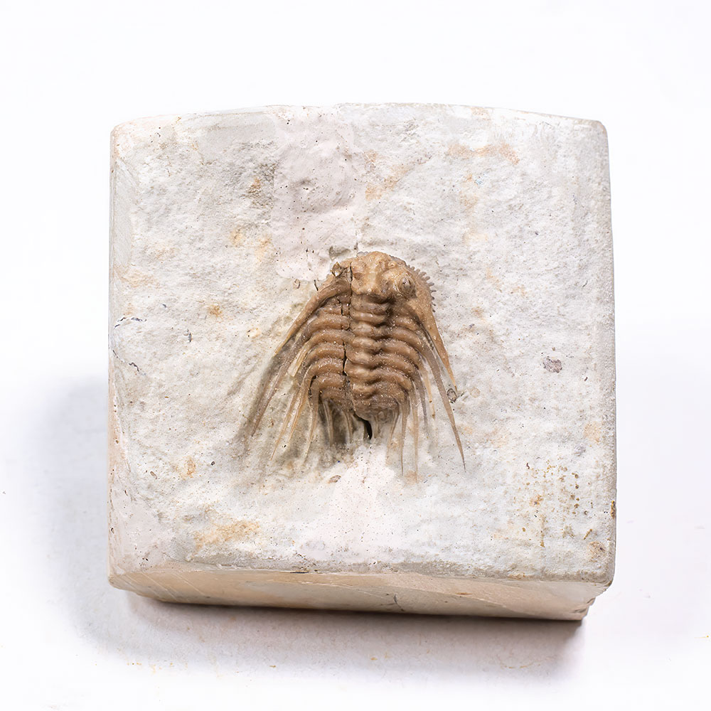 Nice Trilobite - Kettneraspis williamsi - Image 3