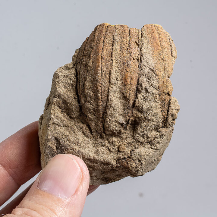 Cretaceous Fruit - Palaeoaster
