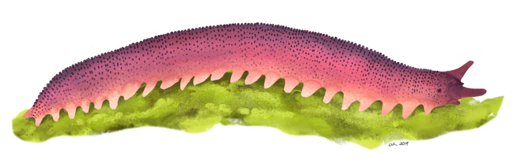 Mazon Creek onychophoran