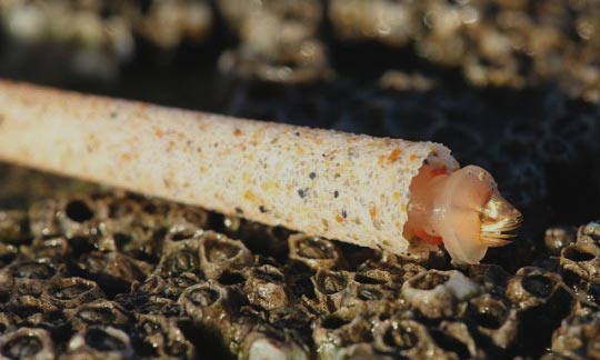 Excellent Worm Tube - Metulatheca - Image 4
