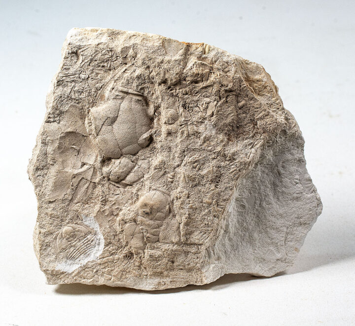 Trilobite Hash