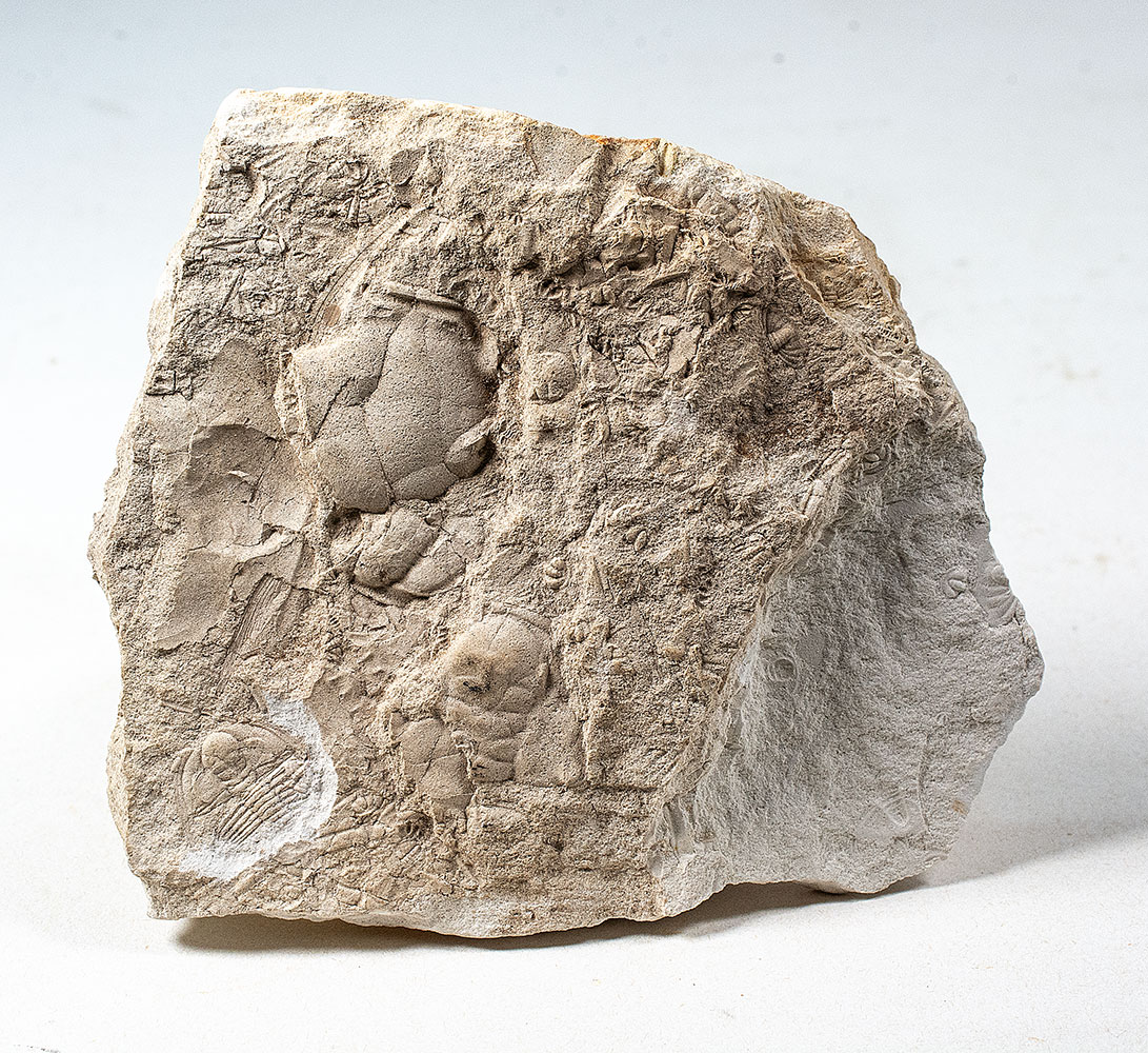Trilobite Hash
