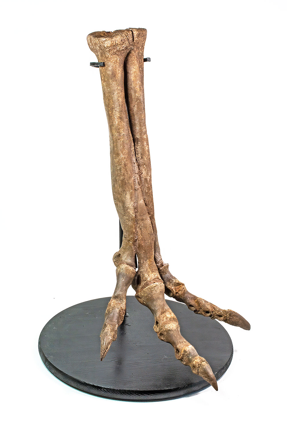 Complete theropod dinosaur foot - Ornithomimus - Image 2