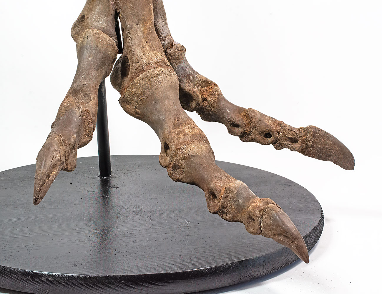 Complete theropod dinosaur foot - Ornithomimus - Image 5