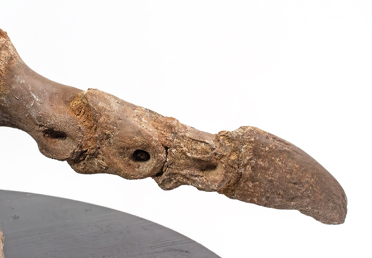 Complete theropod dinosaur foot - Ornithomimus - Image 6