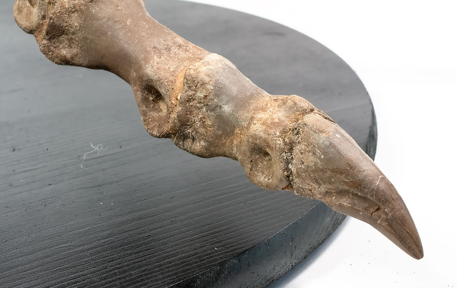 Complete theropod dinosaur foot - Ornithomimus - Image 7