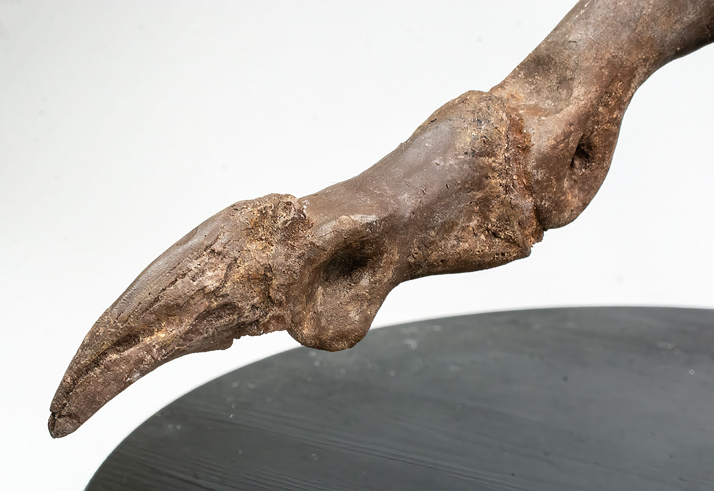 Complete theropod dinosaur foot - Ornithomimus - Image 8