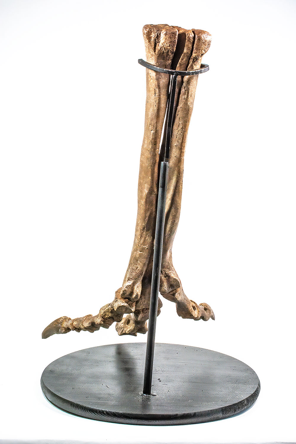 Complete theropod dinosaur foot - Ornithomimus - Image 9