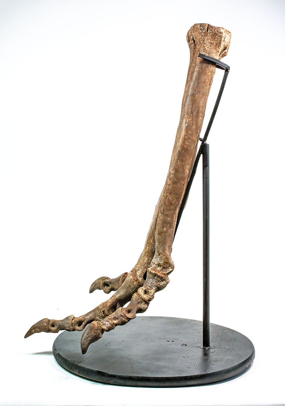 Complete theropod dinosaur foot - Ornithomimus - Image 4