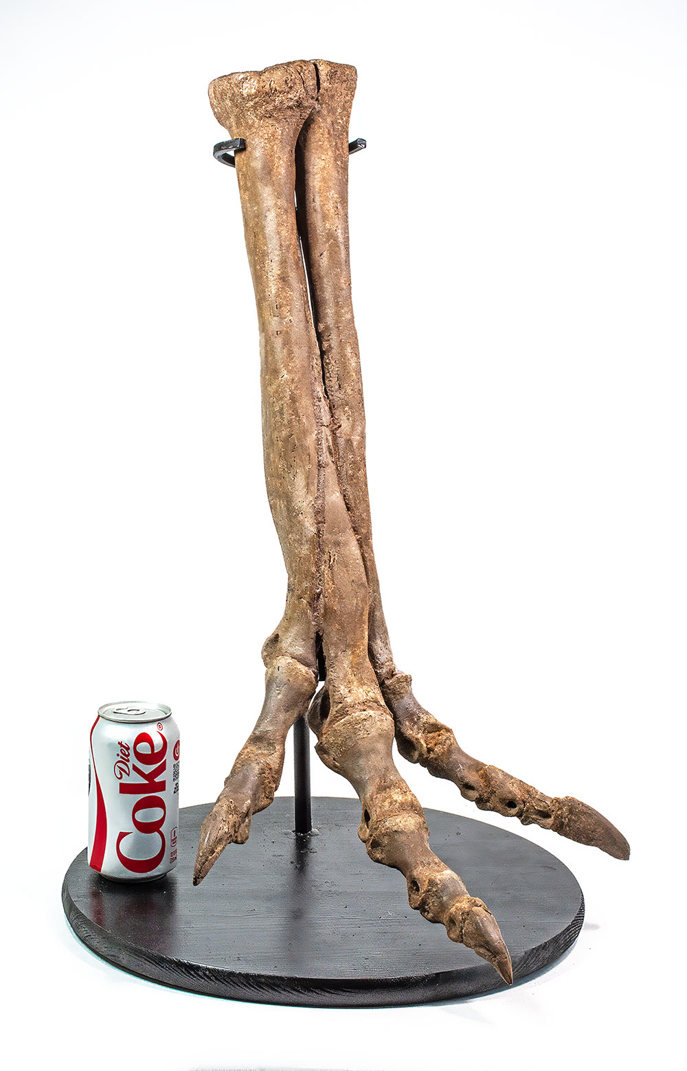 Complete theropod dinosaur foot - Ornithomimus - Image 10