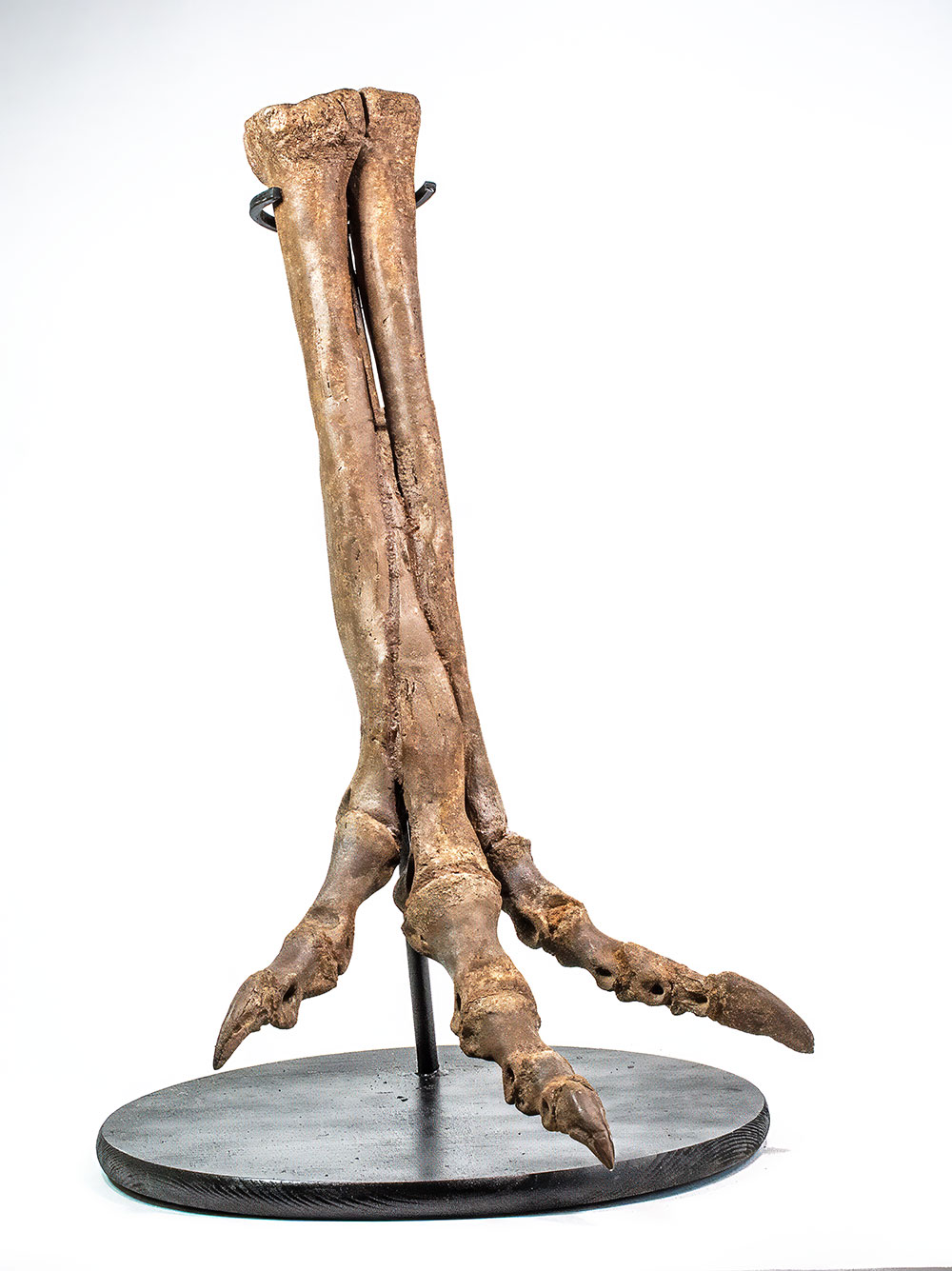 Complete theropod dinosaur foot - Ornithomimus - Image 3