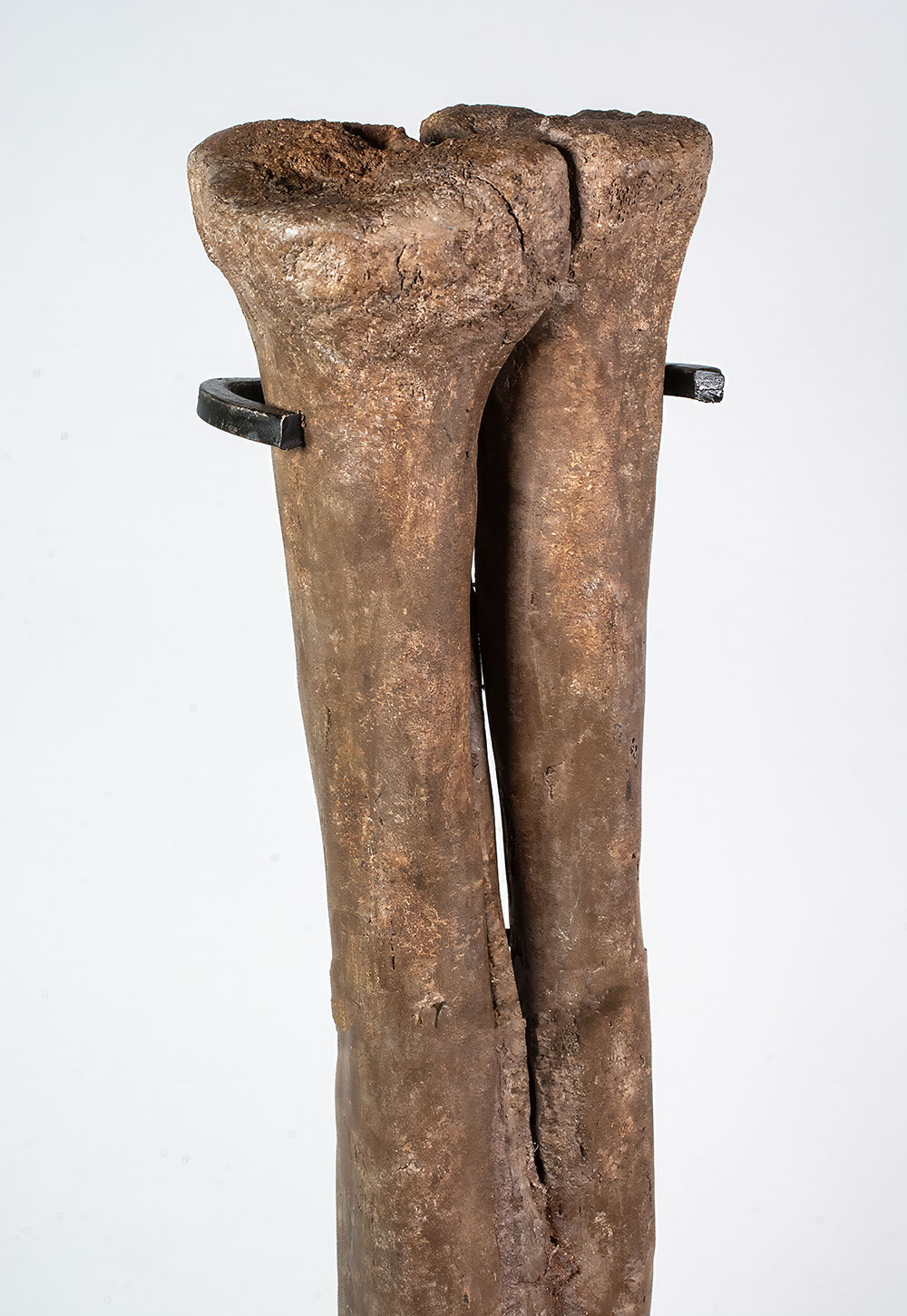 Complete theropod dinosaur foot - Ornithomimus - Image 11