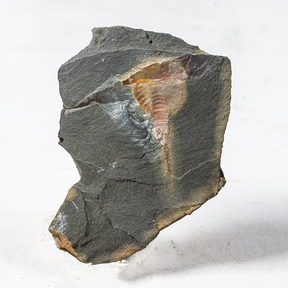 Horseshoe Cab - Synziphosurine - Image 2