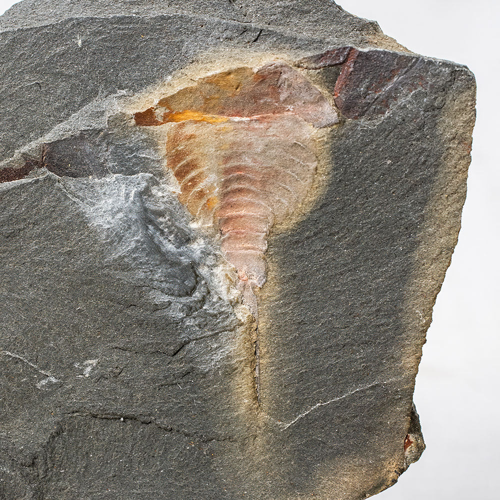 Horseshoe Cab - Synziphosurine