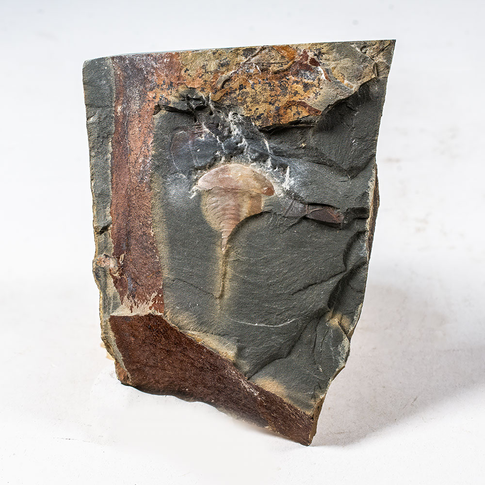 Horseshoe Cab - Synziphosurine - Image 3