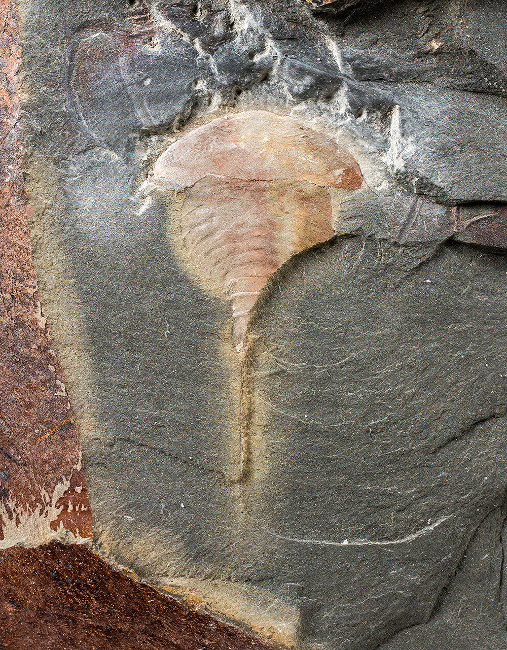 Horseshoe Cab - Synziphosurine