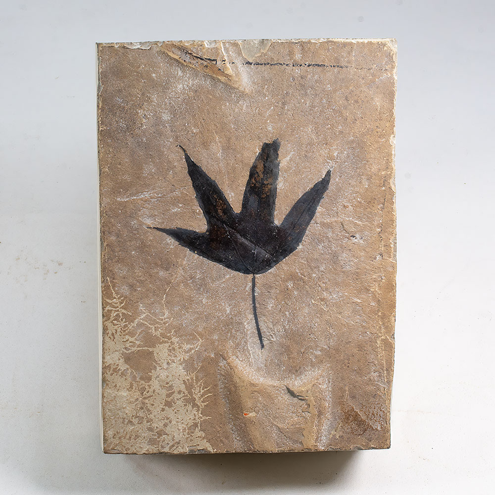 Green River Leaf - Platanus wyomingensis - Image 2