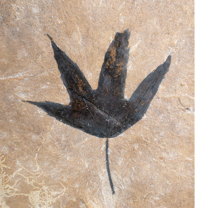 Green River Leaf - Platanus wyomingensis