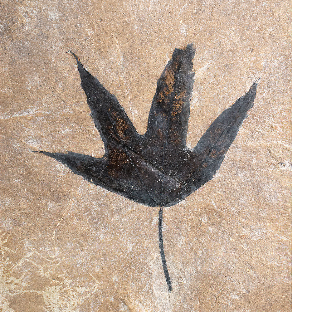 Green River Leaf - Platanus wyomingensis
