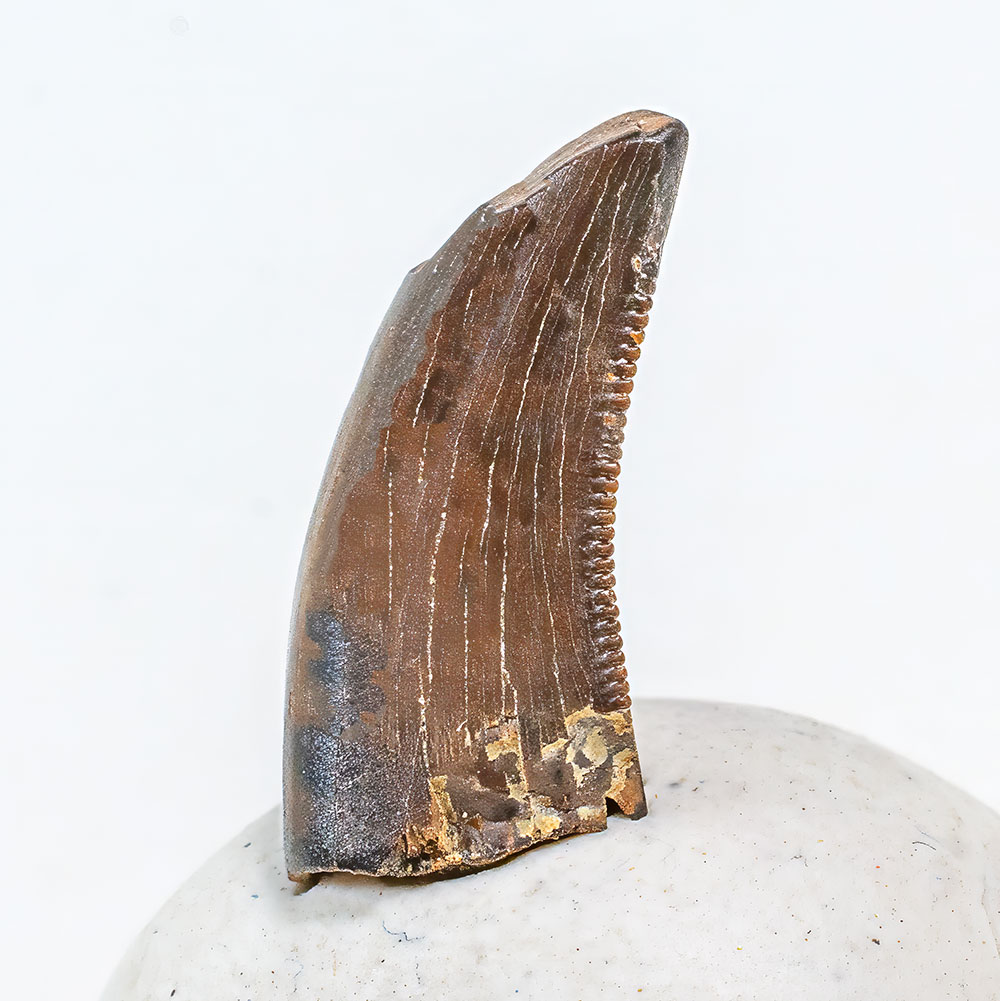 Rare Dinosaur Tooth - Deinonychus
