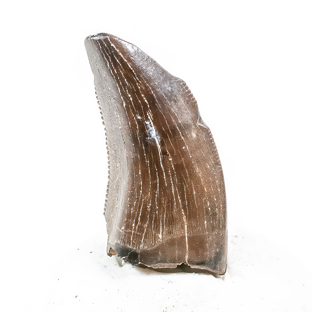 Rare Dinosaur Tooth - Deinonychus - Image 2