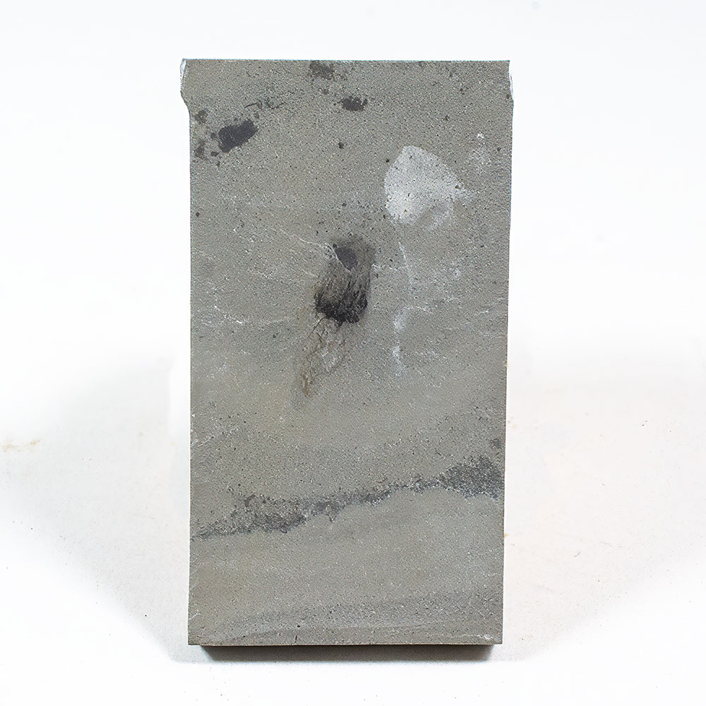 Cambrian Jellyfish - Family Narcomedusae - Image 2