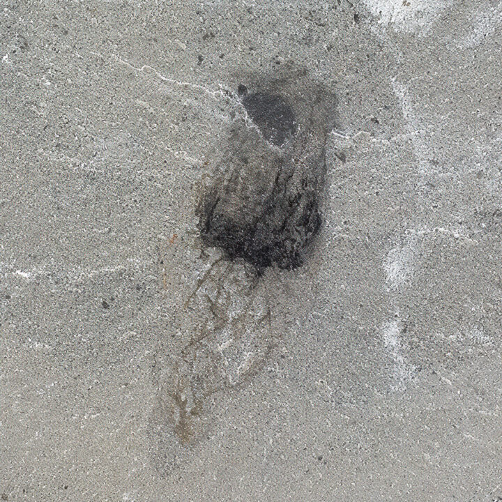 Cambrian Jellyfish - Family Narcomedusae