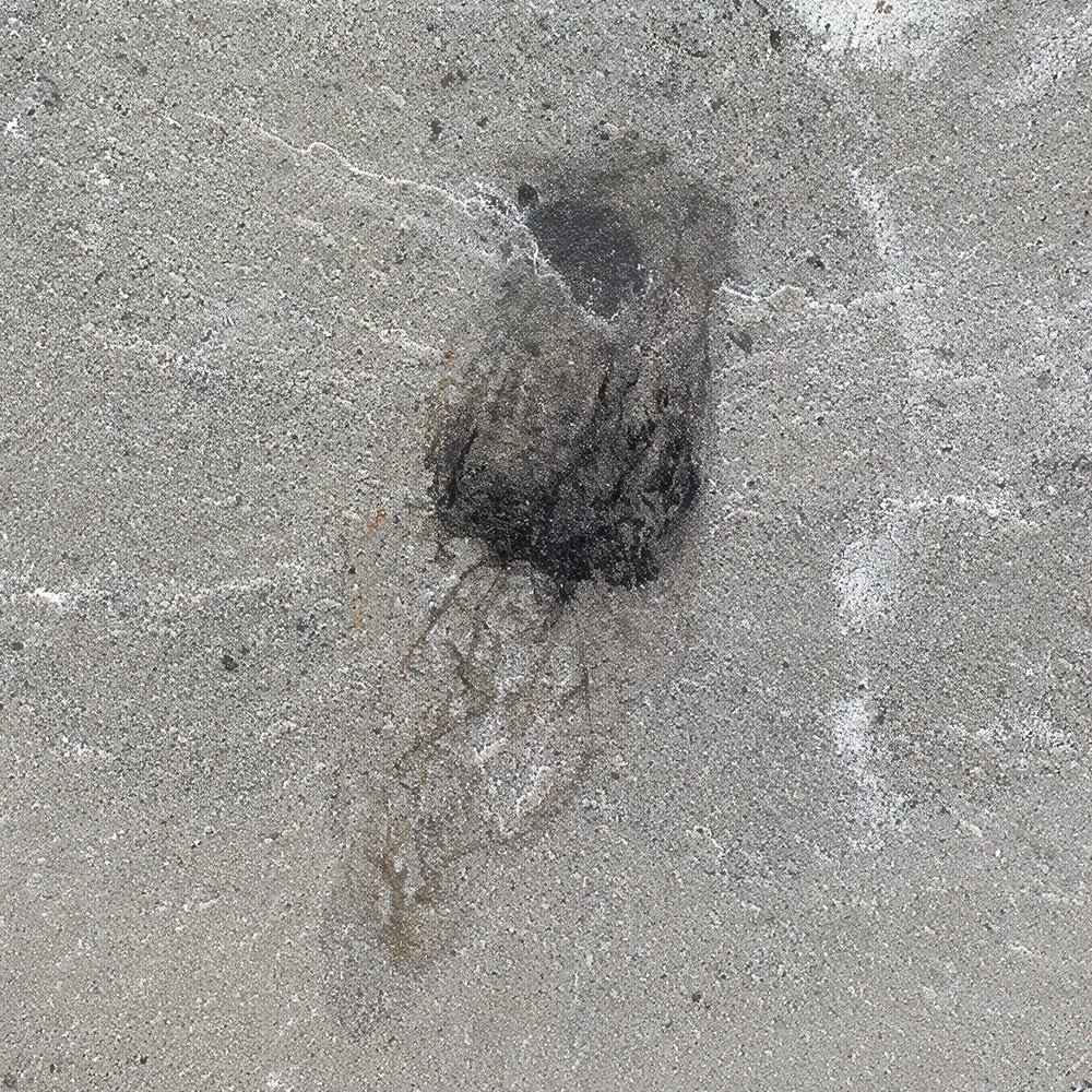 Cambrian Jellyfish - Family Narcomedusae